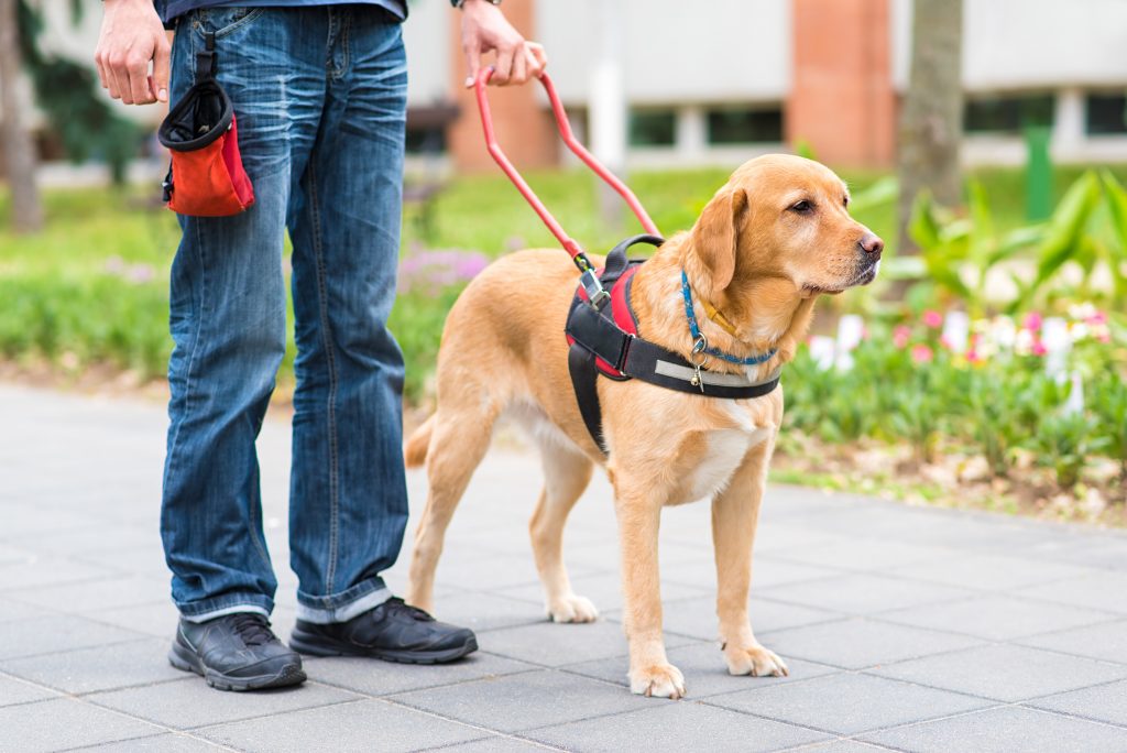 What You Need to Know About Service Dogs