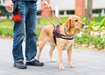 What You Need to Know About Service Dogs