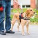 What You Need to Know About Service Dogs