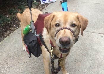 service dog, service animal, brain injury, concussion, pcs, tbi, abi, disability,