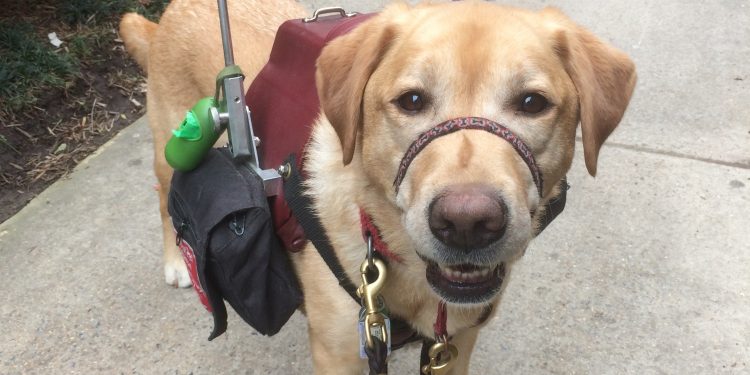 service dog, service animal, brain injury, concussion, pcs, tbi, abi, disability,