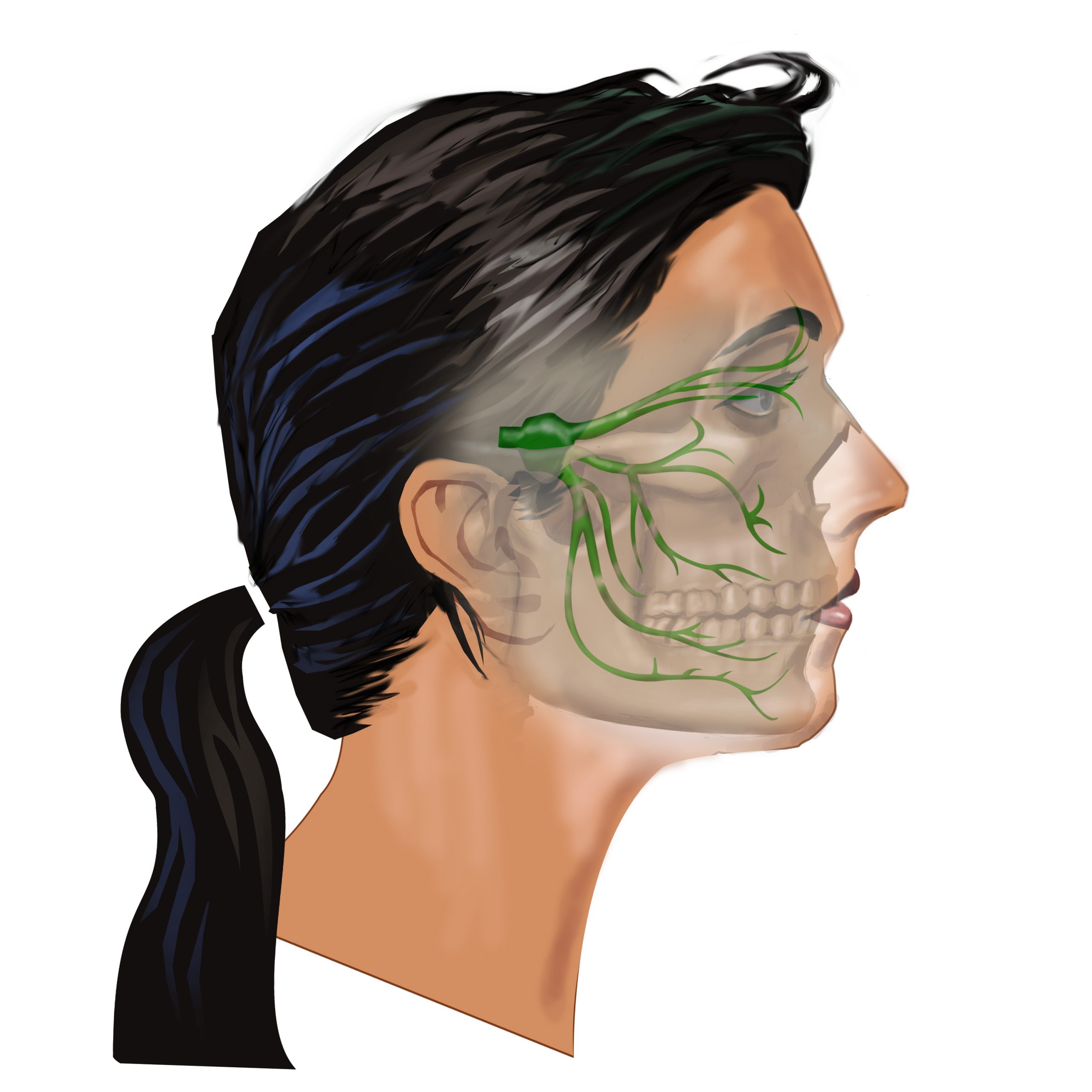 Headaches The Jaw Vagus Nerve Trigeminal Nerve The Brain Health 