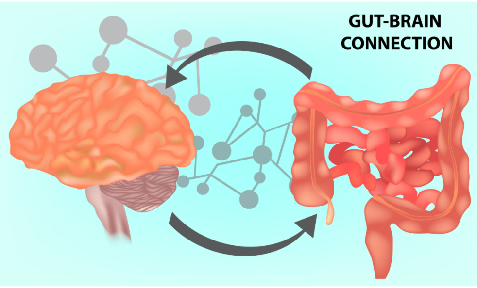 The Gut-Brain Connection Through the Lens of Traumatic Brain Injury