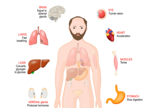 How Fast is Your Fight or Flight Going?