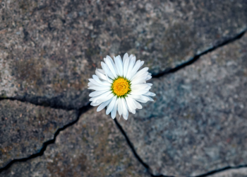 The Quality of Resilience